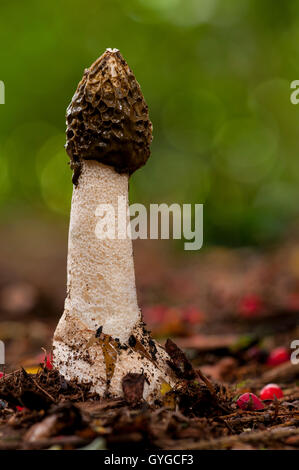 Pilz Stinkmorchel (Phallus Impudicus) wächst aus dem Blatt Wurf unter einer Eibe, umgeben von roten Eiben Beeren in Clumber Stockfoto