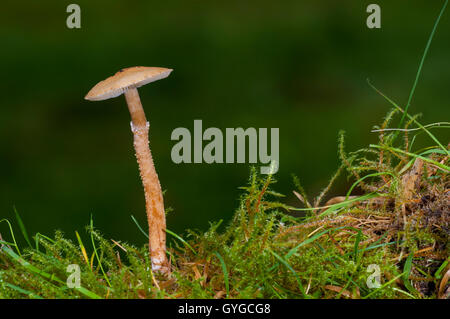 Ein Fruchtkörper von erdigen Powdercap Pilz (Cystoderma Amianthinum) wächst in moosigen Boden Clumber Park, Nottinghamshire. OC Stockfoto