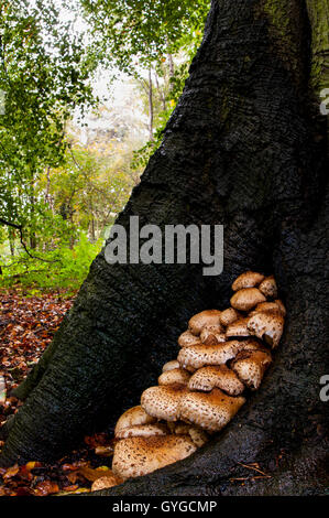 Eine große Gruppe von zottigen Scalycap (Pholiota Squarrosa) wachsen an der Basis eine Reife Buche in Clumber Park, Nottinghamshir Stockfoto