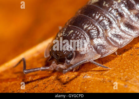 Eine gemeinsame glänzende Assel (Oniscus Asellus) zu Fuß auf einem herbstlichen Blatt in Clumber Park, Nottinghamshire. Oktober. Stockfoto