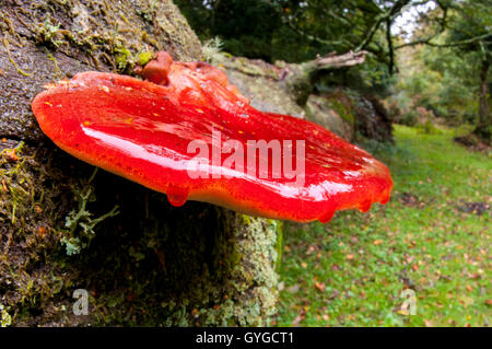 Beefsteak-Pilz (Fistulina Hepatica) wächst auf einen Toten umgestürzten Baum im New Forest, Hampshire. Oktober. Stockfoto