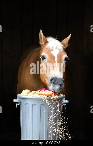 Haflinger, Lehmfuchs, Essen von einer Fütterung barrel, Kraftfutter, Karotten und Äpfel, Österreich Stockfoto