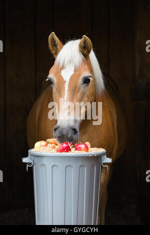 Haflinger, Lehmfuchs, Essen von einer Fütterung barrel, Kraftfutter, Karotten und Äpfel, Österreich Stockfoto