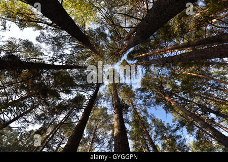 Die Stämme der Pinien Greif nach den Sternen - Weitwinkel-Objektiv Stockfoto