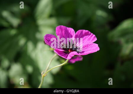 Blumen im Garten, genommen All über UK Stockfoto