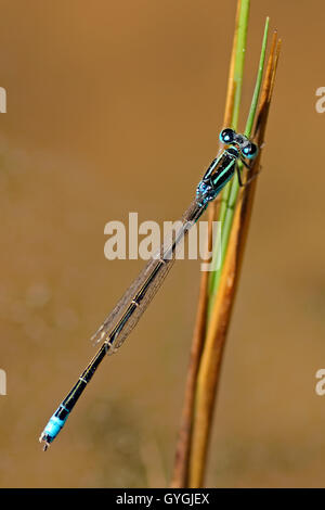 Blau-tailed Damselfly. Männlich. Ischnura Elegans. Stockfoto