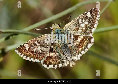 Männliche Schmetterling Muschampia Proto. Benannte Saged Skipper. Stockfoto