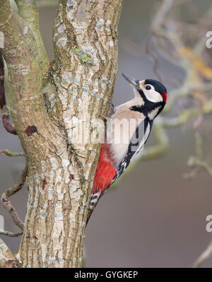 Erwachsene männliche Buntspecht (Dendrocopos großen) klettern Stockfoto