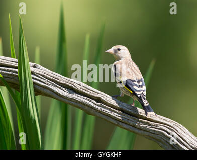 Juvenile Stieglitz (CARDUELIS CARDUELIS) hocken auf einem Toten Ast Mid Sussex, UK Stockfoto