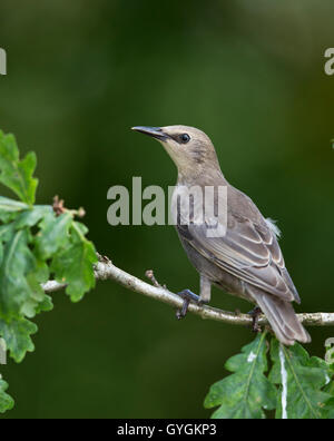Juvenile gemeinsame Starling (Sturnus Vulgaris) hocken Stockfoto
