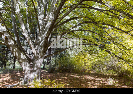 Herbstliche Landschaft mit schönen bunten alten Linde im park Stockfoto