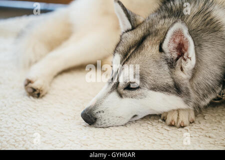 Graue Erwachsener Siberian Husky Hund Sibirski Husky In seinem Bett schlafen Stockfoto