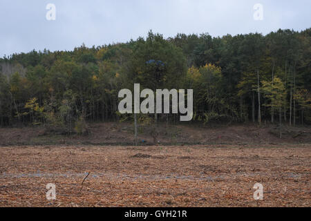 Getestet die ZAD - Staudamm von Sivens - 11.05.2014 - Frankreich /? MIDI-Pyrenee? / Lisle-Sur-Tarn - 5. November 2014 - getestet ZAD - ein Baumhaus. Diese Strukturen machen Dinge wirklich schwierig für Polizei Mitglieder wenn sie abschieben Demonstranten müssen.   -Nicolas Remene / Le Pictorium Stockfoto