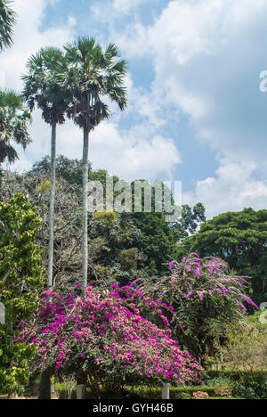 Bunte Blumen Im Peradeniya Royal Botanical Garden Kandy, Sri Lanka. Der