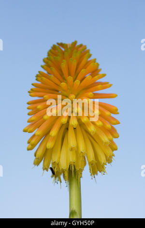 Kniphofia Rooperi Blume. Red Hot Poker Blüte vor blauem Himmel. Stockfoto