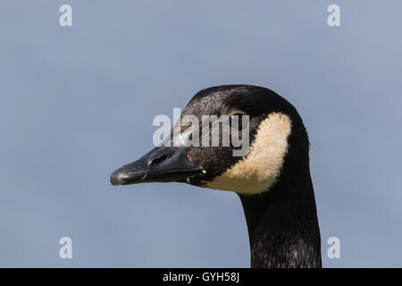 Kopf geschossen Nahaufnahme von Canada Goose Stockfoto