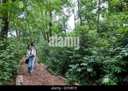 New York City, New York NYC Upper Manhattan, Central Park, Stadtpark, Hallett Nature Sanctuary, Naturschutzgebiet, Wanderweg, Wald, Vegetation, Baum, Erwachsene asiatische Asiaten, Frau Stockfoto