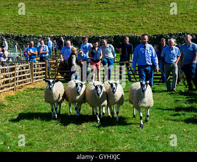 Schafe am Reeth Show, Swaledale, Yorkshire Dales National Park, North Yorkshire, England UK beurteilt wird Stockfoto