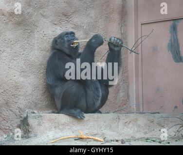 Silverback Gorilla im Zoo Prag Tschechische Republik ist der viertgrößte der Welt Stockfoto