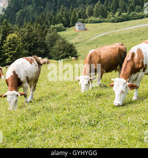 Grasende Kühe auf der Wiese in den Bergen. Stockfoto