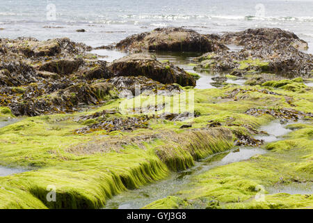 grüne Algen bedeckt Felsen Stockfoto