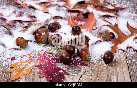 Nahaufnahme der saisonalen Herbstlaub und Eicheln mit Schnee auf urigen Holzbrettern. Selektiven Fokus auf vorderen Eicheln. Stockfoto