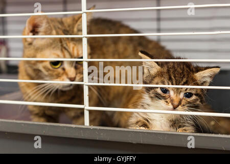 Katze und Kätzchen in einem Käfig aus einem Tierheim für verlorene Haustiere Stockfoto