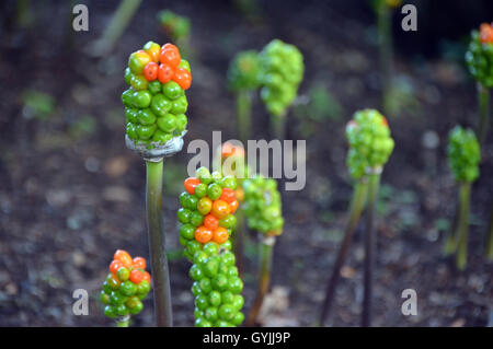 Die Beeren auf einer italienischen Arum (Arum unsere) Anlage oder Lords und Ladies oder Orange Candleflower bei RHS Garden Harlow Carr. Stockfoto