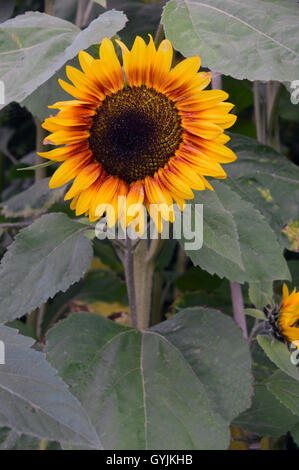 Einzelne Sonnenblume Helianthus Annuus (Gold Rush) Kopf auf dem Display an RHS Garden Harlow Carr, Harrogate. Yorkshire, England, Vereinigtes Königreich. Stockfoto