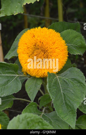 Einzelne Sonnenblume Helianthus Annuus (Teddybär) Kopf auf dem Display an RHS Garden Harlow Carr, Harrogate. Yorkshire, England, Vereinigtes Königreich. Stockfoto