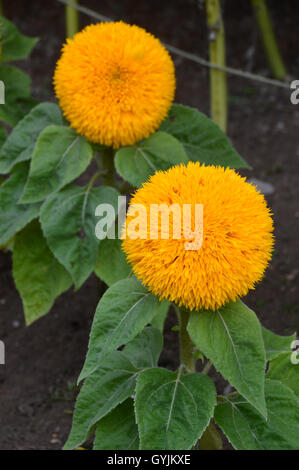 Zwei Sonnenblumen Helianthus Annuus (Teddybär) Köpfe auf dem Display an RHS Garden Harlow Carr, Harrogate. Yorkshire, England, Vereinigtes Königreich. Stockfoto