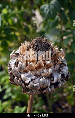 Einsame Samen Kopf von Cynara Cardunculus oder Karde, auch bekannt als Artischocke Mariendistel bei RHS Garden Harlow Carr, Harrogate. Yorkshire, Großbritannien Stockfoto