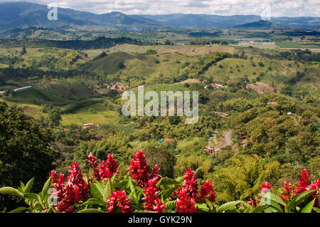 Hacienda San Alberto. Kaffee-Plantagen in der Nähe der Stadt Buenavista. Quindio, Kolumbien. Kolumbianischen Kaffee wachsenden Achse. Das Colombi Stockfoto