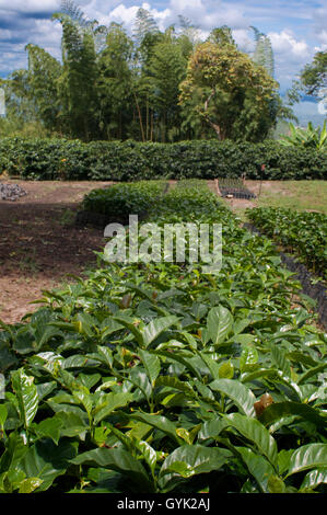 Kaffeepflanze Stecklinge im Hacienda San Alberto. Kaffee-Plantagen in der Nähe der Stadt Buenavista. Quindio, Kolumbien. Kolumbianische Kaffee Stockfoto