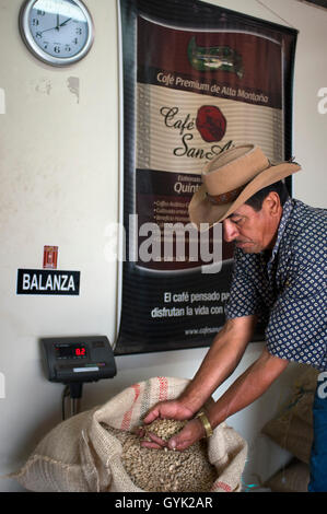 Getrocknete Bohnen bereit zum Braten bei Hacienda San Alberto. Buenavista Stadt, Quindio, Kolumbien. Kolumbianischen Kaffee wachsenden Achse Stockfoto