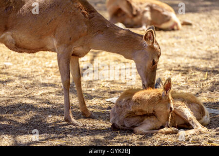 Red Deer Doe Famale mit ihrem Neugeborenen kleinen Reh. Stockfoto