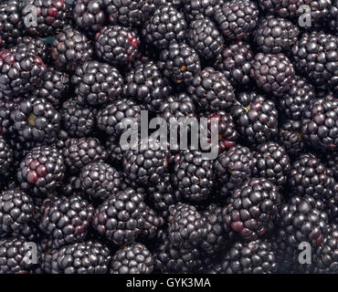 Reife Brombeeren Hintergrund Stockfoto