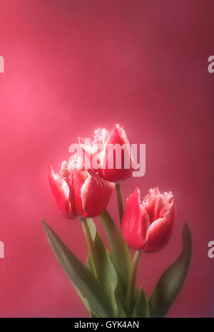 Drei rote Tulpen auf rosa Hintergrund Stockfoto