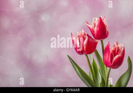 Drei rote Tulpen auf rosa mit Textfreiraum Stockfoto