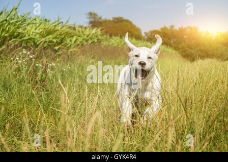 junger Labrador Hund Welpe läuft mit lustigem Gesicht Stockfoto