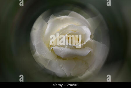 Weiße rose Blume mit Wasser Tropfen. weiche Stockfoto