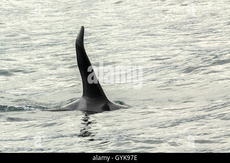 Schwertwal - Orcinus Orca im Pazifischen Ozean. Wasserfläche in der Nähe von Kamtschatka. Stockfoto