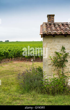 Weinberg im Medoc, Gironde, Frankreich, Médoc Cru Bourgeois Superieur, Europa Stockfoto