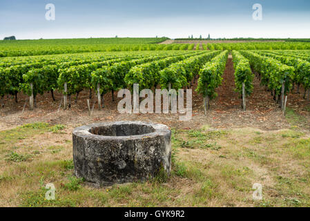 Weinberg im Medoc, Gironde, Frankreich, Médoc Cru Bourgeois Superieur, Europa Stockfoto