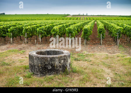 Weinberg im Medoc, Gironde, Frankreich, Médoc Cru Bourgeois Superieur, Europa Stockfoto