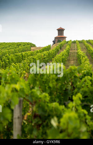 Weinberg im Medoc, Gironde, Frankreich, Médoc Cru Bourgeois Superieur, Europa Stockfoto