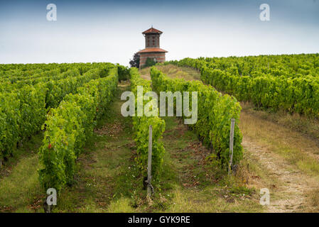 Weinberg im Medoc, Gironde, Frankreich, Médoc Cru Bourgeois Superieur, Europa Stockfoto