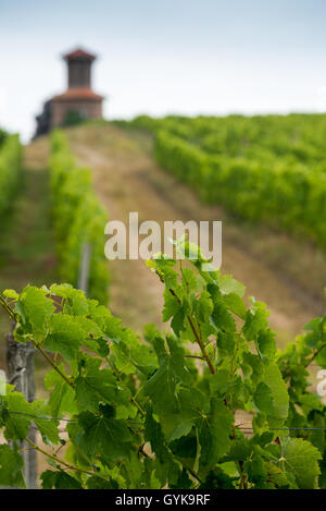 Weinberg im Medoc, Gironde, Frankreich, Médoc Cru Bourgeois Superieur, Europa Stockfoto