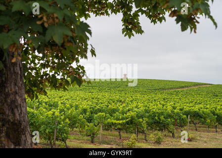 Weinberg im Medoc, Gironde, Frankreich, Médoc Cru Bourgeois Superieur, Europa Stockfoto