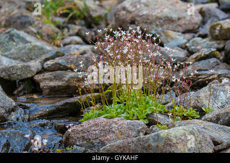 Sternenhimmel Steinbrech (Saxifraga stellaris), blühende, Österreich, Tirol, Kuethai Stockfoto